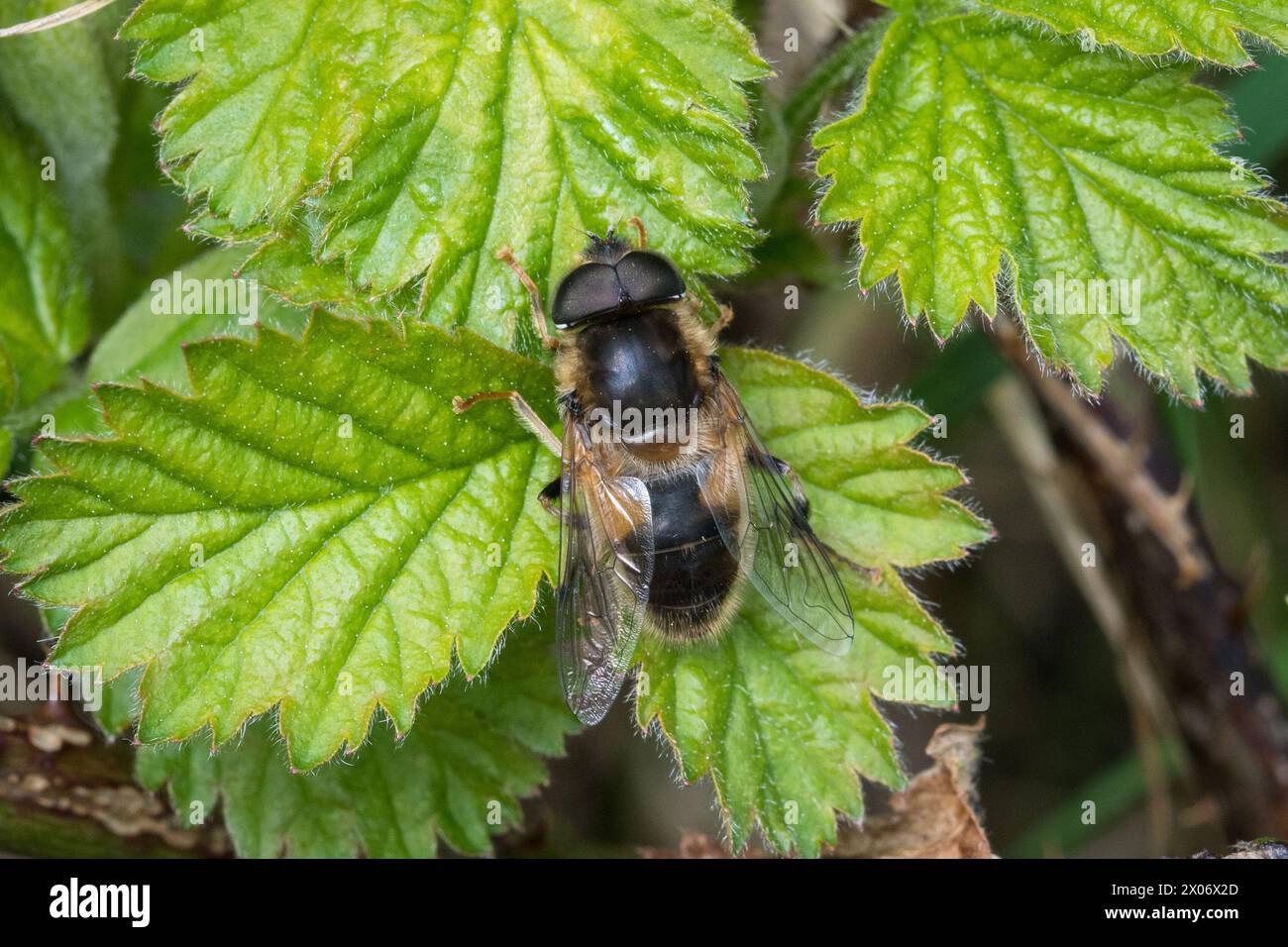 Macro di un grande hoverfly (Eristalis sp) appoggiato su una foglia. Hawthorn Hive, Inghilterra nord-orientale. Foto Stock