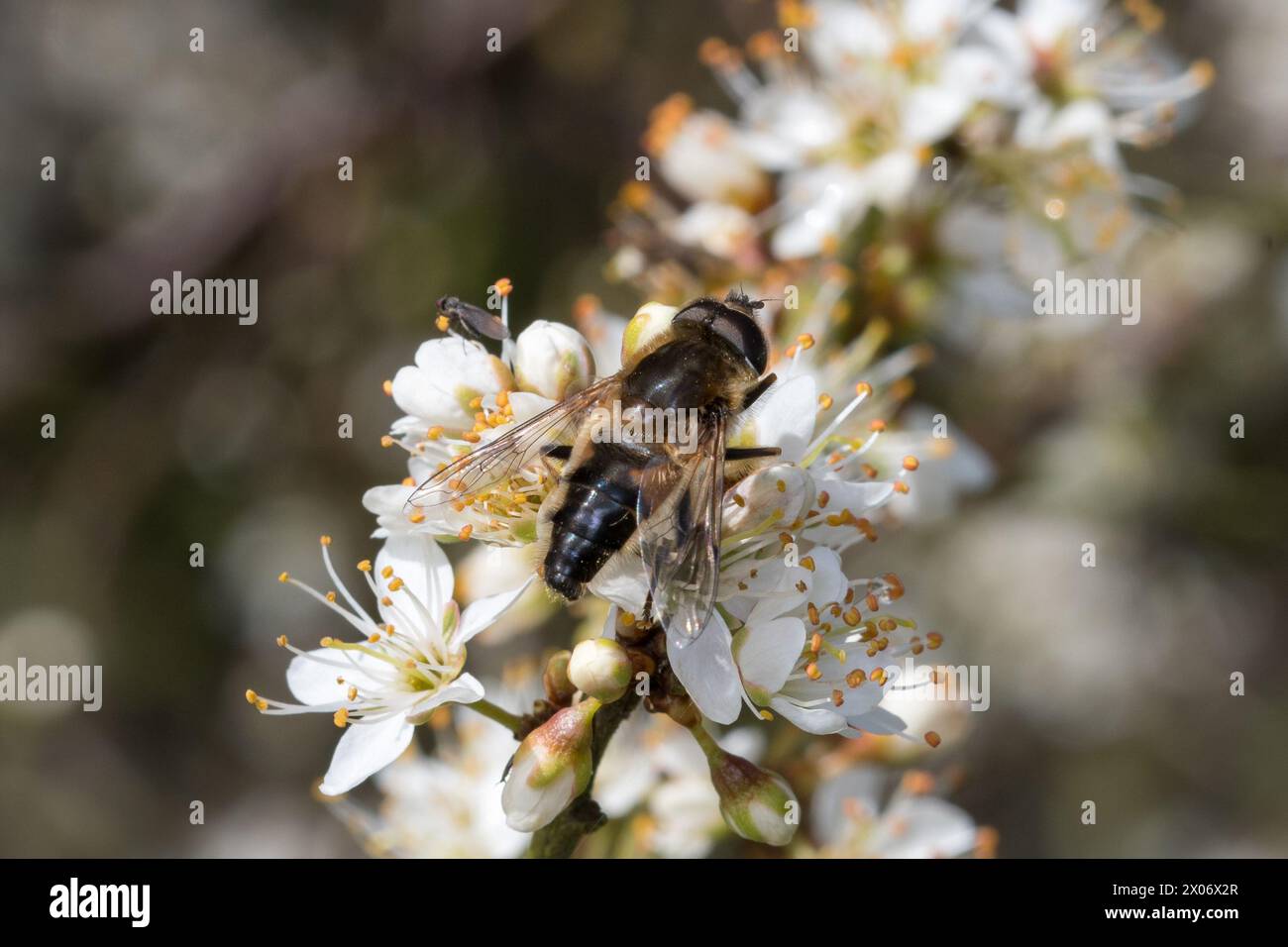 Macro di un grande hoverfly (Eristalis sp) che si nutre di fiori. Hawthorn Hive, Inghilterra nord-orientale. Foto Stock