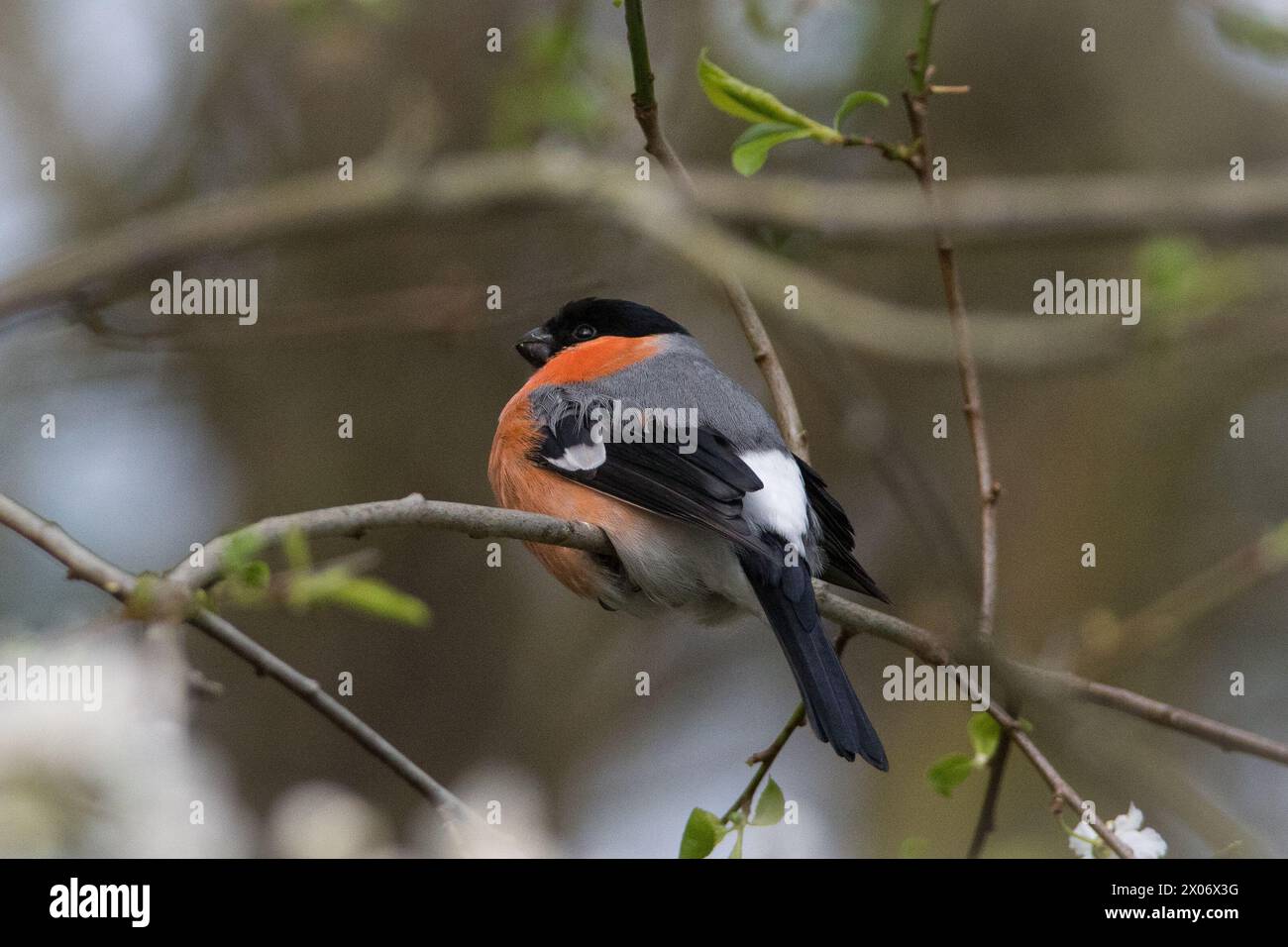 Un piccolo ciuffo di un bullfinch (Pyrrhula pyrrhula) che riposa su un ramo. Fotografato vicino a Cox Green, Sunderland, Regno Unito Foto Stock
