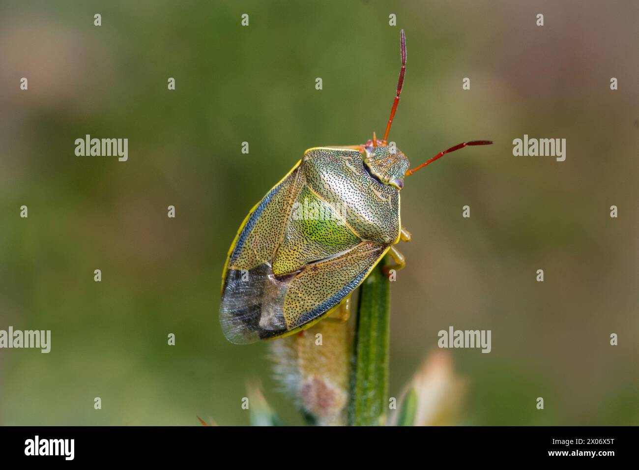Un gorse scherdbug (Piezodorus lituratus) dai colori meravigliosi poggia su una spina della sua pianta ospite. Tunstall Hills, Sunderland, Regno Unito Foto Stock