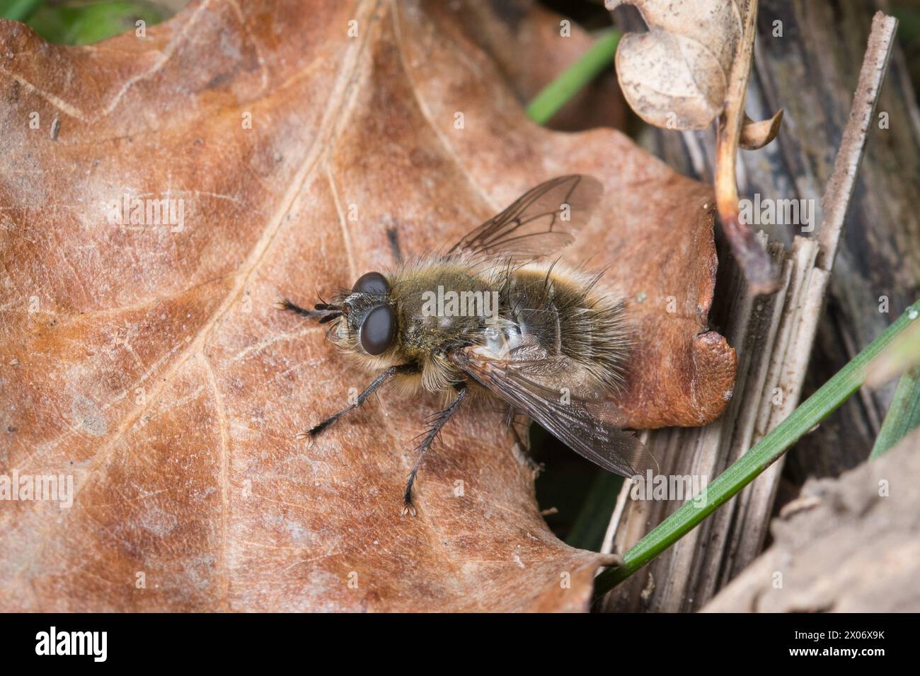 Macro di una mosca pelosa marrone non identificata che poggia su una foglia marrone caduta. Fotografato a Waldridge Fell, contea di Durham, Regno Unito Foto Stock