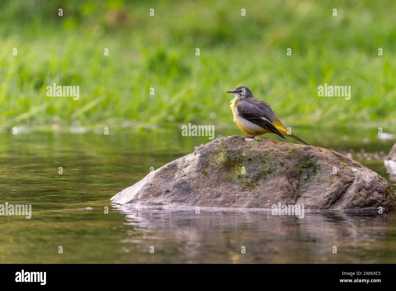 Coda di cavallo grigia, uccello della Motacilla cinerea seduto sulla roccia accanto al fiume, uccello nell'erba verde, uccelli in cerca di cibo Foto Stock