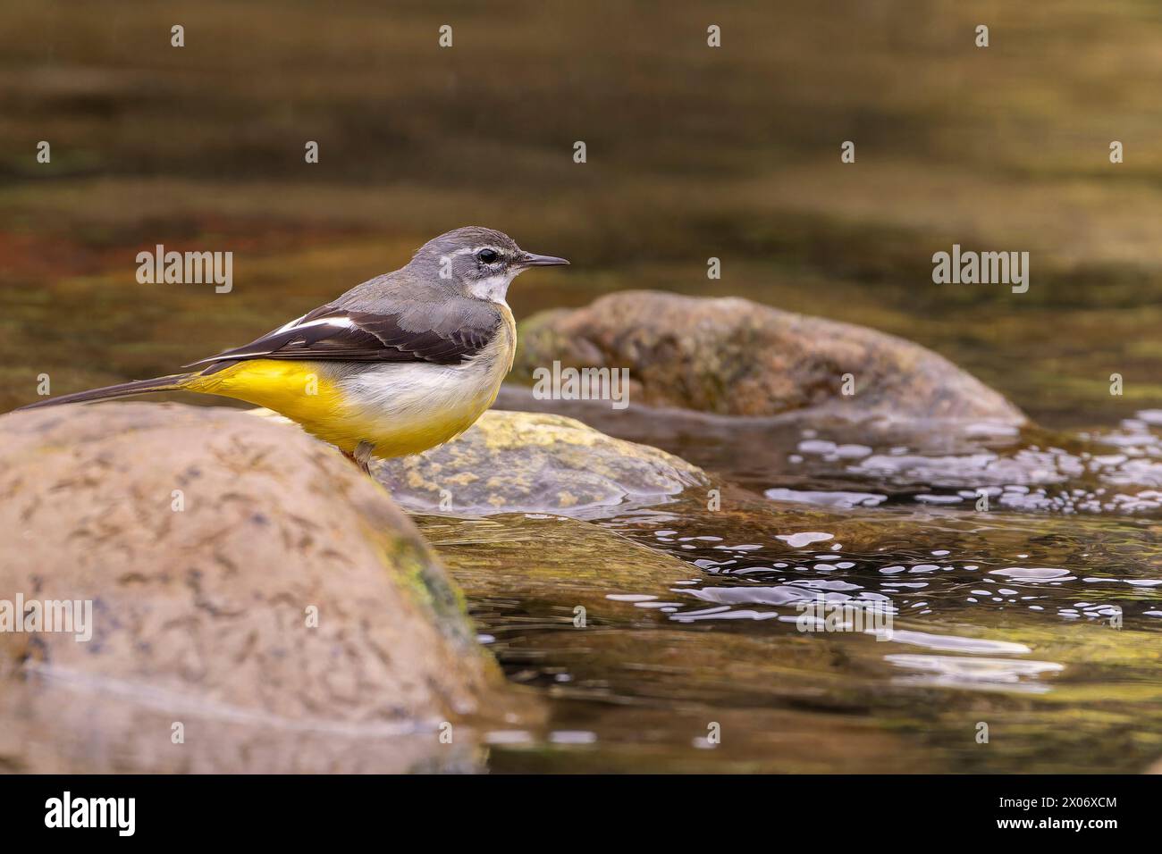 Coda di cavallo grigia, uccello della Motacilla cinerea seduto sulla roccia accanto al fiume, uccello nell'erba verde, uccelli in cerca di cibo Foto Stock
