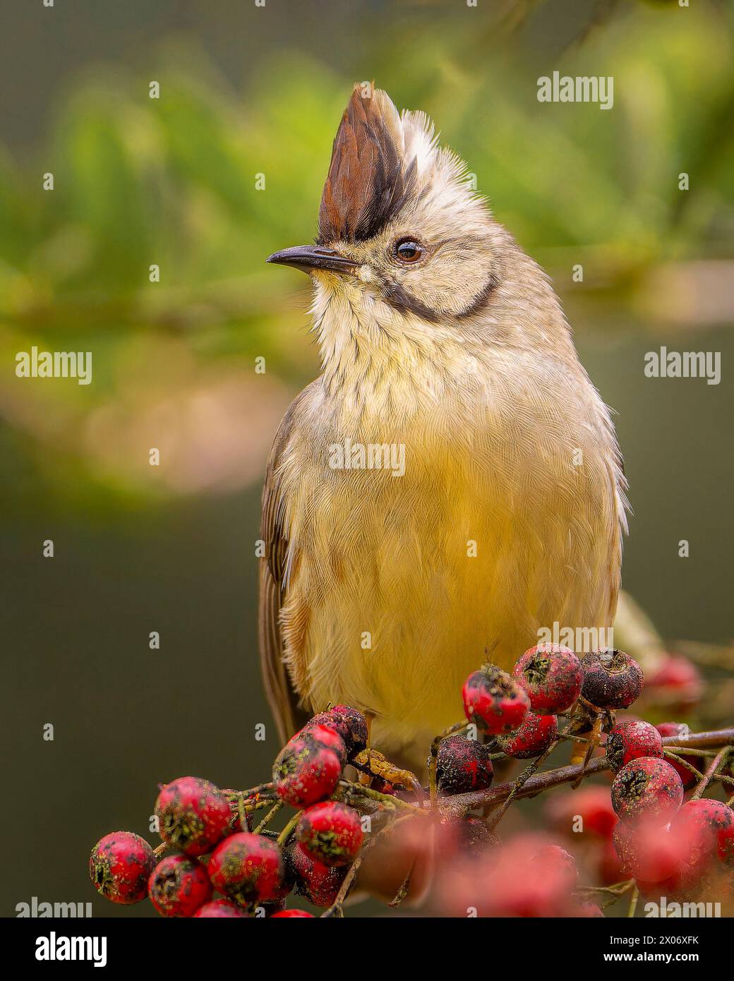 Taiwan yuhina, Yuhina brunneiceps uccello endemico di Taiwan arroccato sull'albero, uccello che mangia frutti rossi, uccello arroccato Foto Stock
