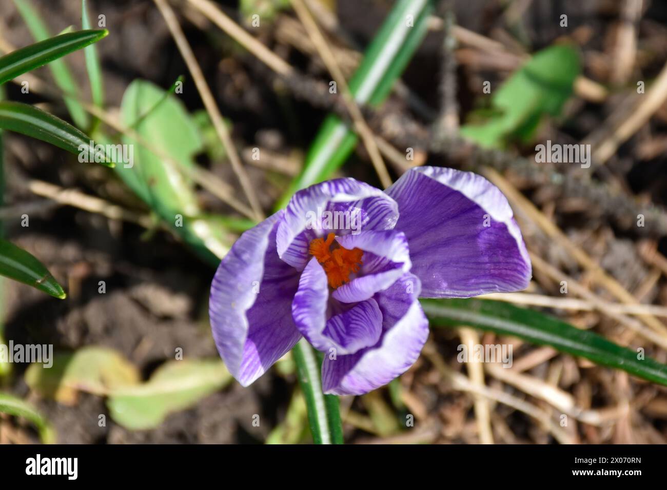 Croco viola, fioritura primaverile in giardino tra erba verde nelle calde giornate di sole, vista dall'alto, primo piano. Foto Stock