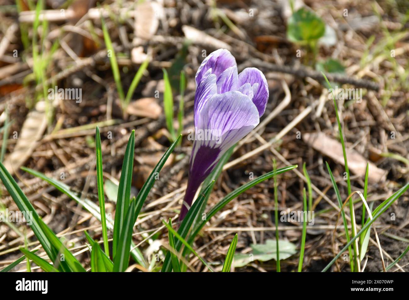 Croco viola, fioritura primaverile in giardino tra erba verde nelle calde giornate di sole, vista ravvicinata. Foto Stock