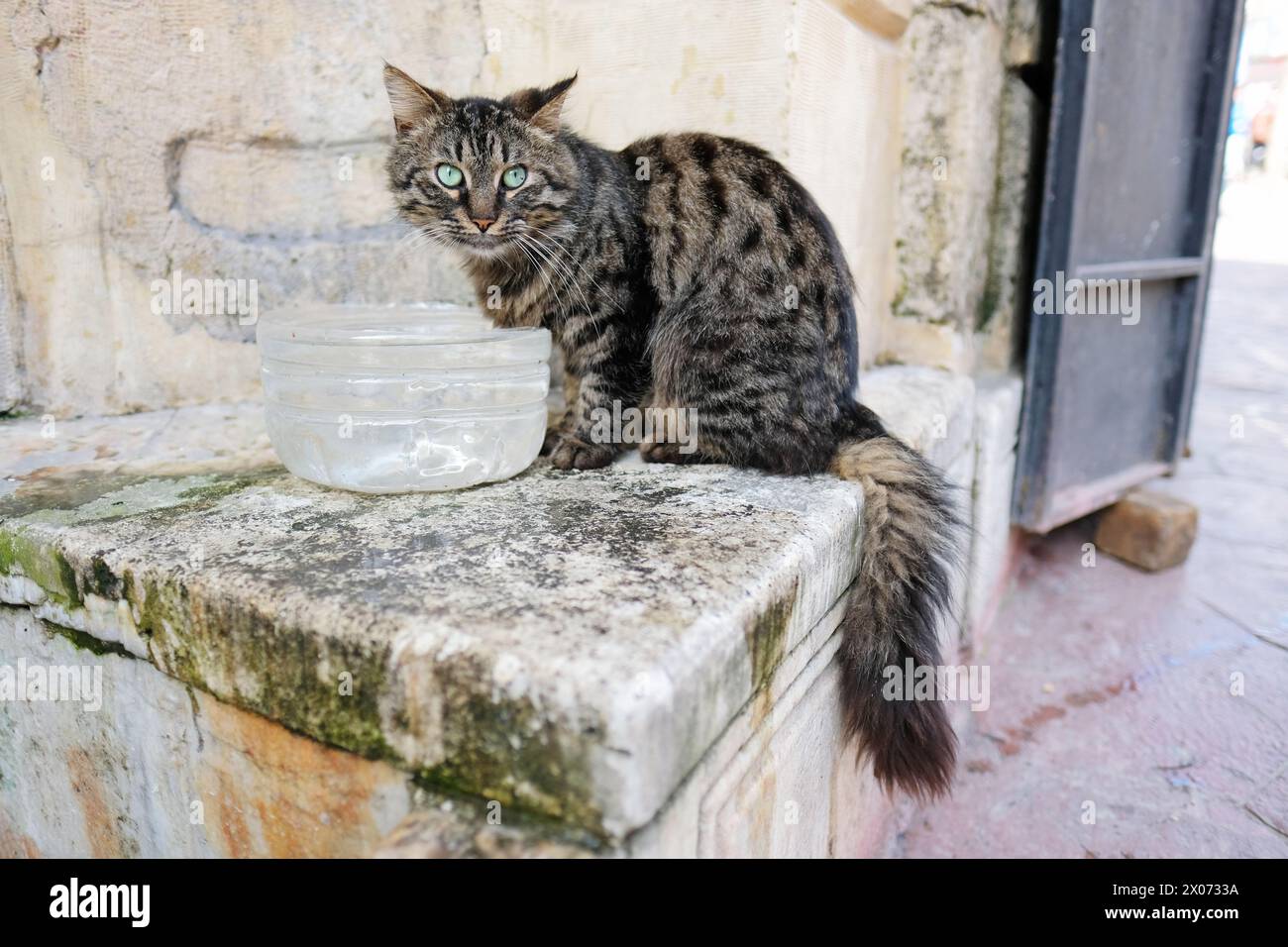Istanbul Turchia - uno dei tanti gatti di strada di Istanbul con una ciotola d'acqua - foto marzo 2024 Foto Stock