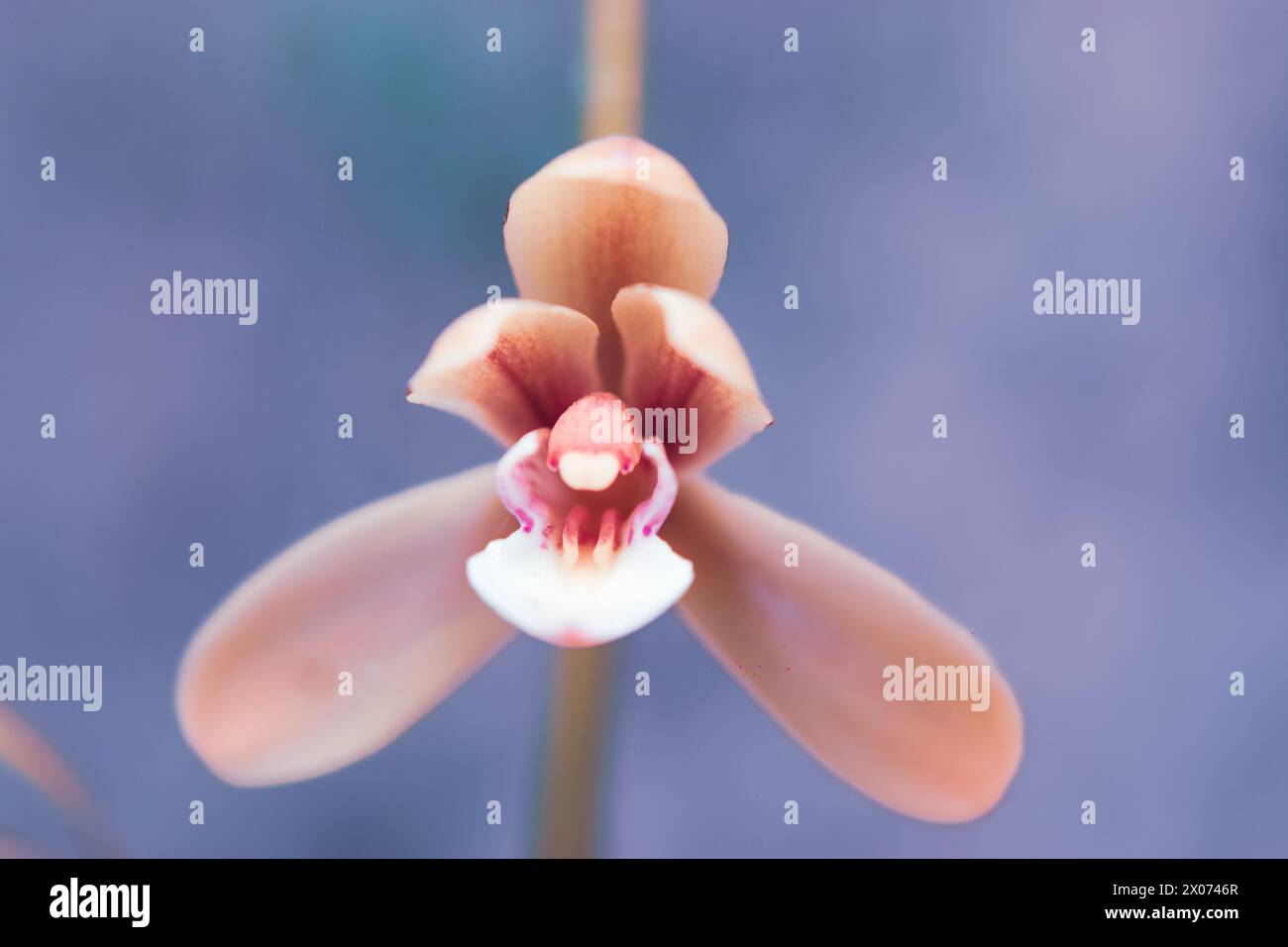 Cymbidium aloifolium, il cymbidium dalle foglie di aloe, è una specie di orchidea diffusa in Asia. Ha foglie lunghe e carnose che assomigliano all'aloe vera e vibrante Foto Stock