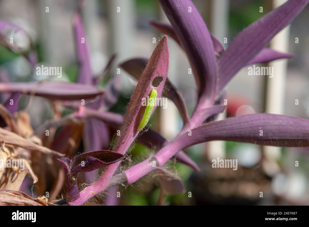 un verme verde chiaramente visibile su foglie rosa scuro o viola, si nutre di una pianta, strizzando le sue foglie prima di trasformarsi in una farfalla e volare Foto Stock