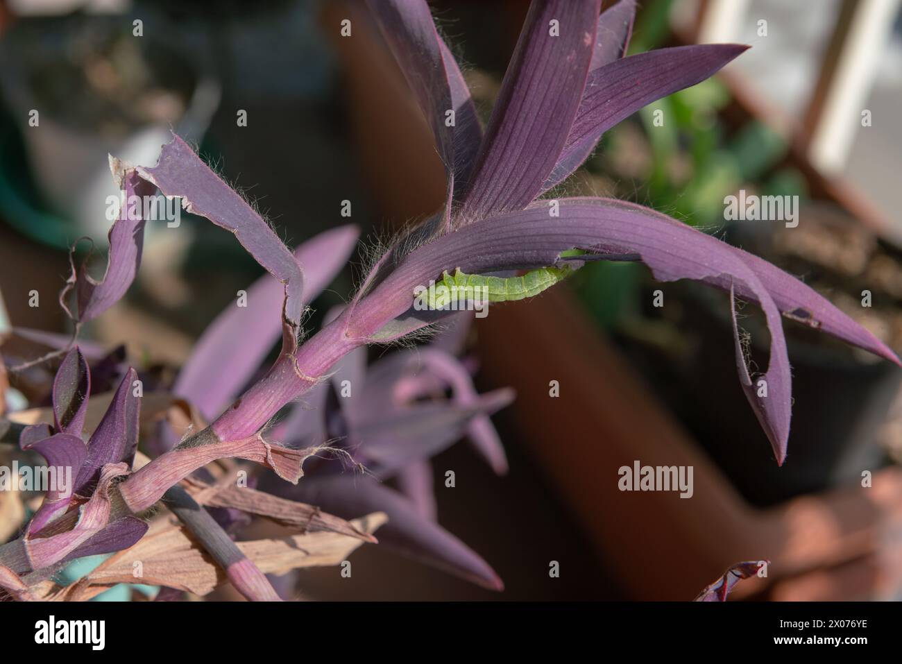 un verme verde chiaramente visibile su foglie rosa scuro o viola, si nutre di una pianta, strizzando le sue foglie prima di trasformarsi in una farfalla e volare Foto Stock