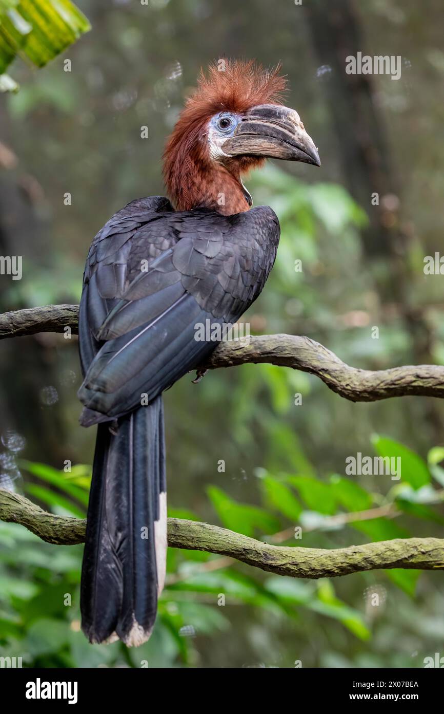 Il carpino femminile in cassa nera (Ceratogymna atrata). È ampiamente diffusa in tutta la foresta pluviale tropicale africana. La popolazione sta diminuendo. Foto Stock