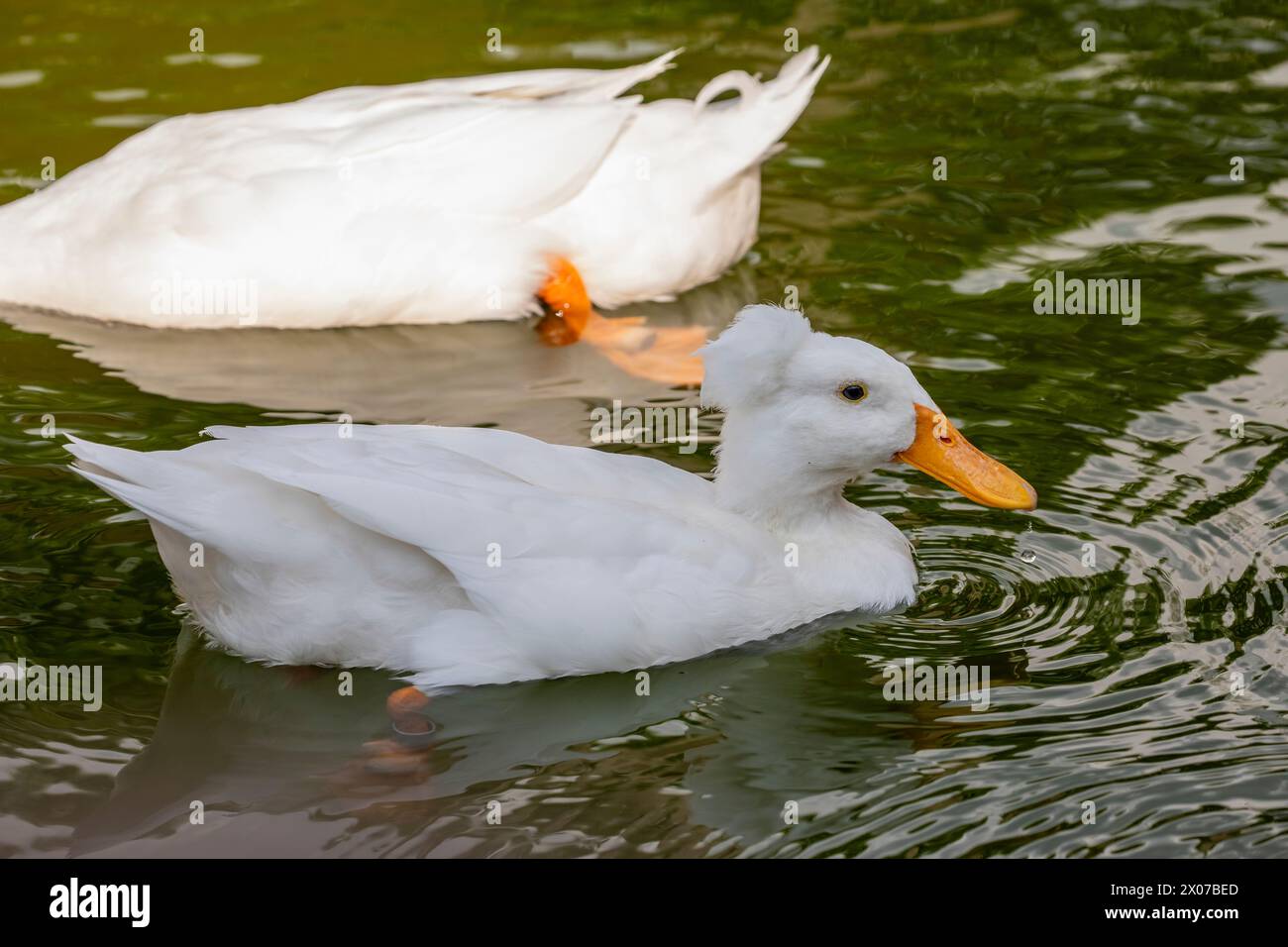 Il Crested bianco è una razza di anatra domestica. Fu probabilmente portato in Europa dalle Indie Orientali da navi olandesi. La cresta è grande Foto Stock