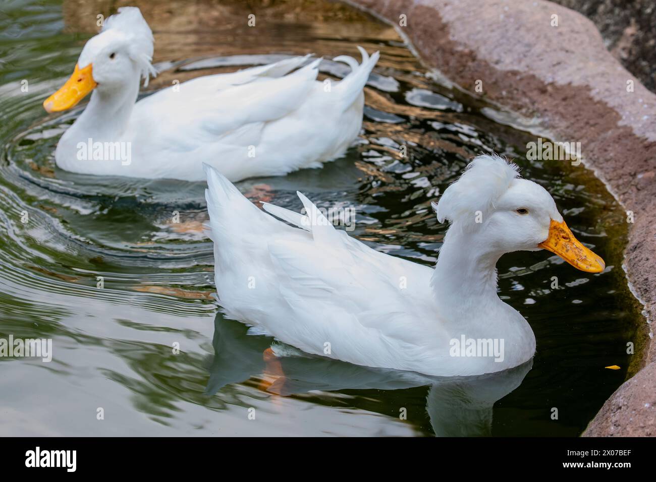 Il Crested bianco è una razza di anatra domestica. Fu probabilmente portato in Europa dalle Indie Orientali da navi olandesi. La cresta è grande Foto Stock