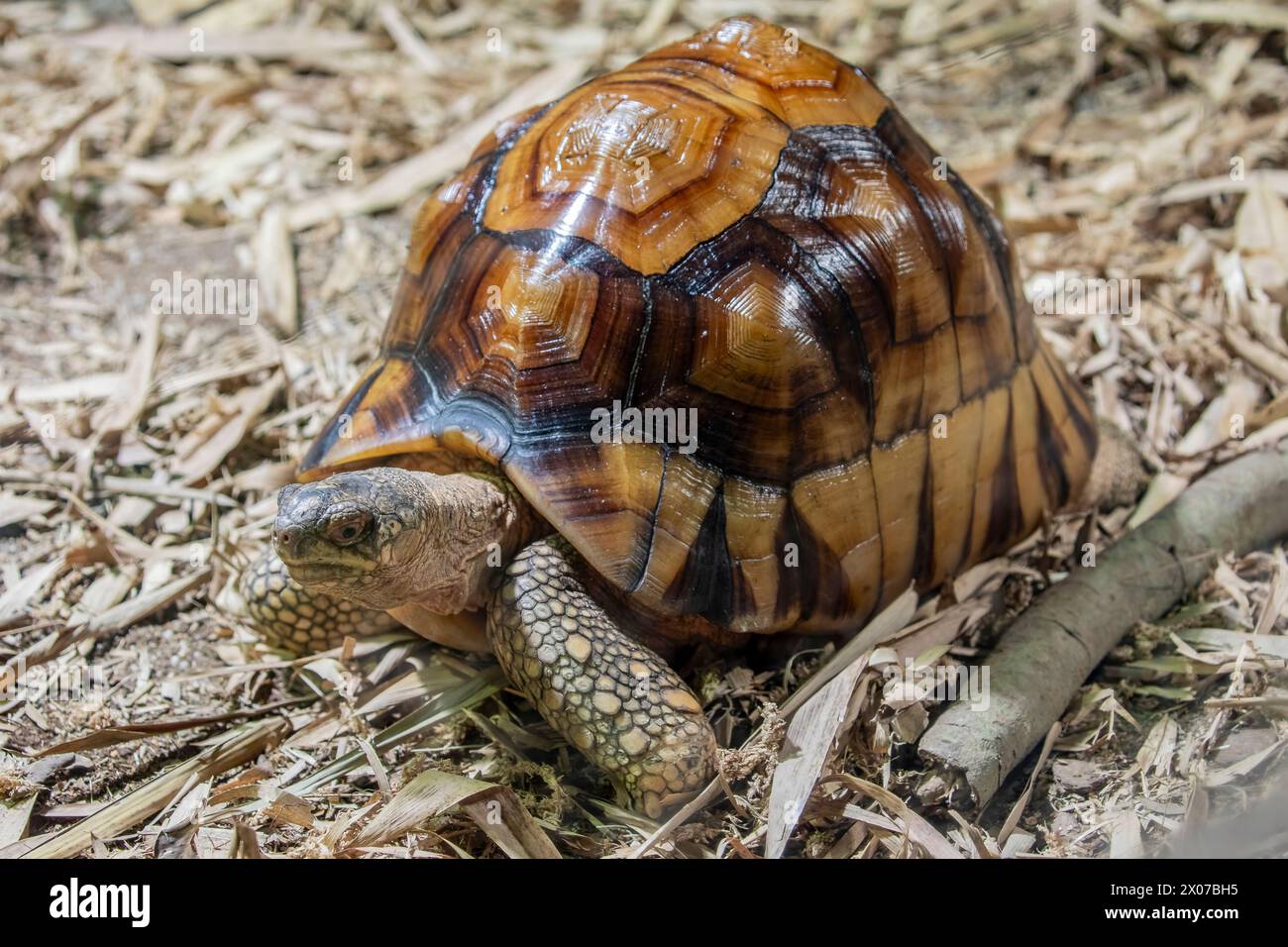 La tartaruga di angonoka (Astrochelys yniphora) è una specie di tartaruga gravemente minacciata dal bracconaggio per il commercio illegale di animali domestici. Foto Stock