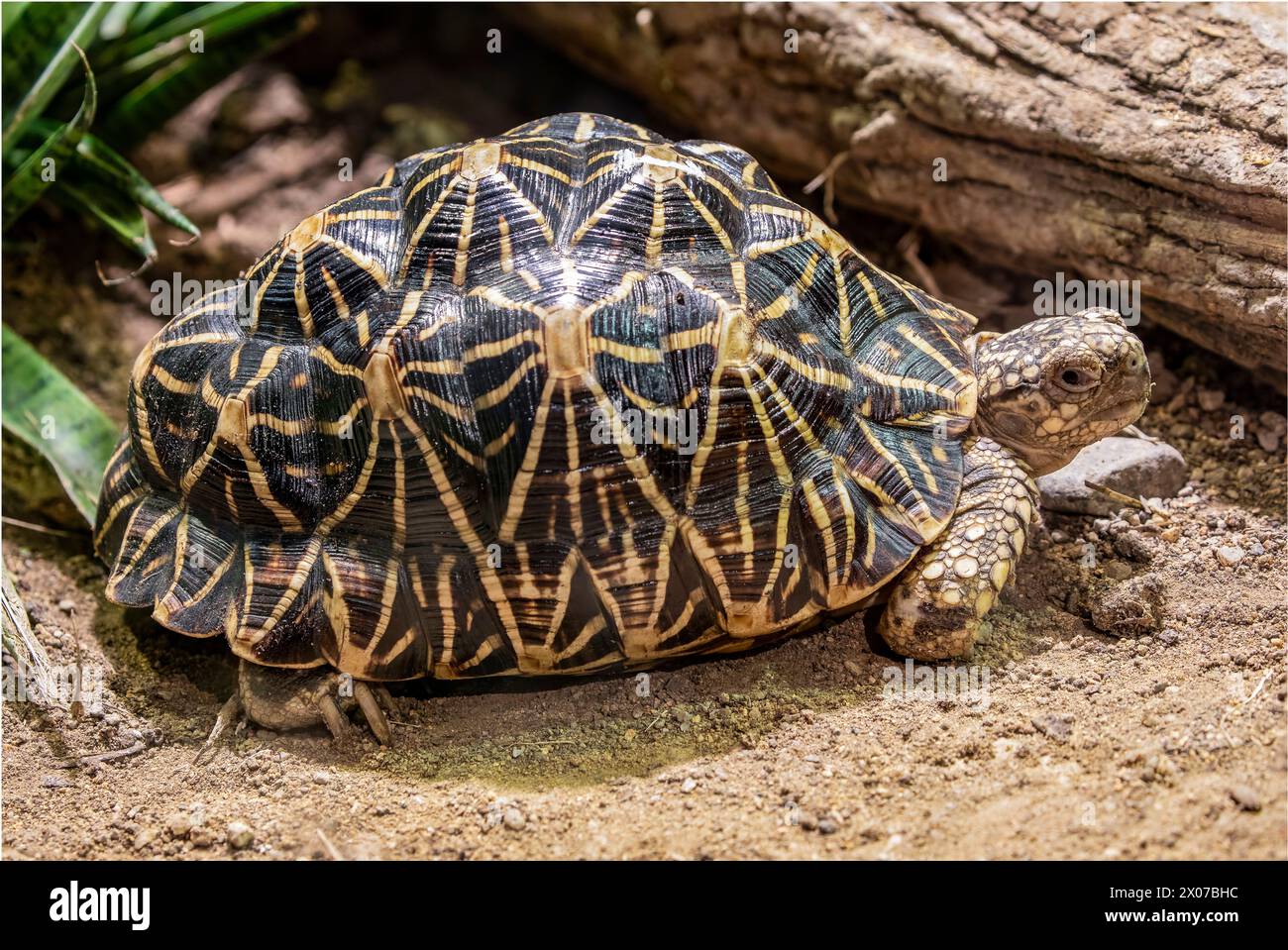 La tartaruga stella indiana (Geochelone elegans) è una specie di tartaruga minacciata originaria dell'India, del Pakistan e dello Sri Lanka, dove vive in aree aride Foto Stock