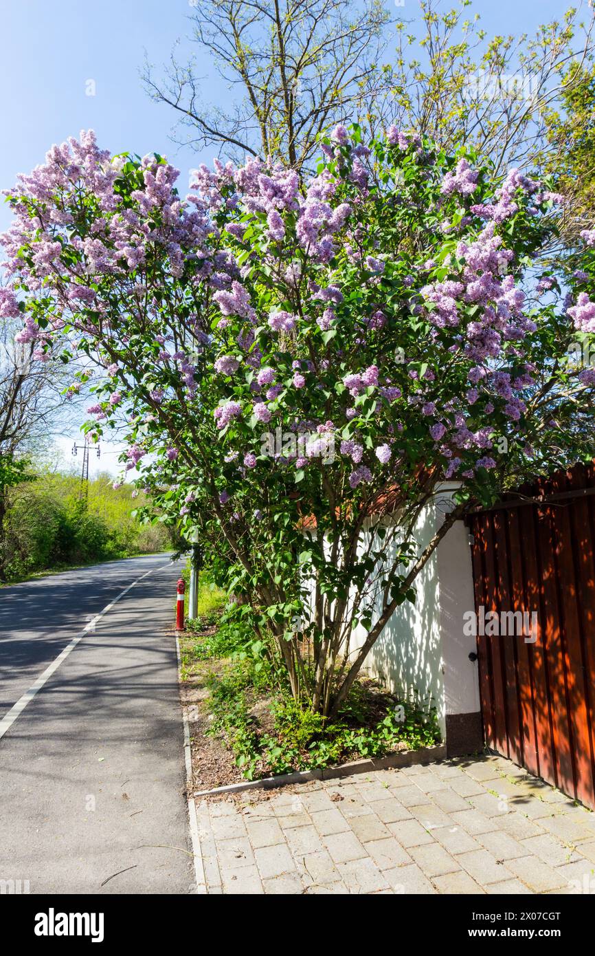Lilla comune (Syylan vulgaris) fioritura precoce ad aprile, Ungheria Foto Stock