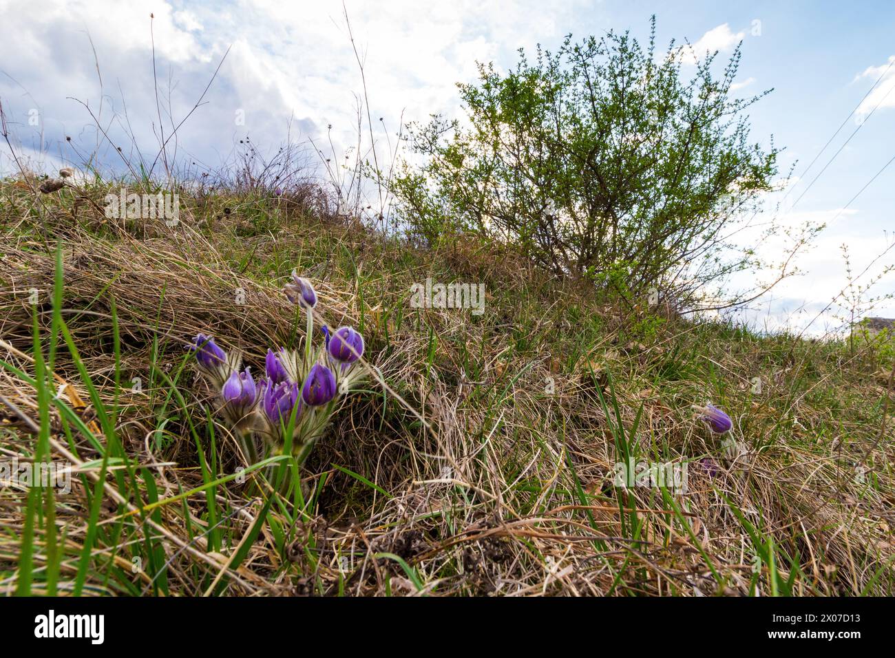 Fiore di pasque maggiore (Pulsatilla grandis) fiorito in primavera, Becsi-domb, Sopron, Ungheria Foto Stock