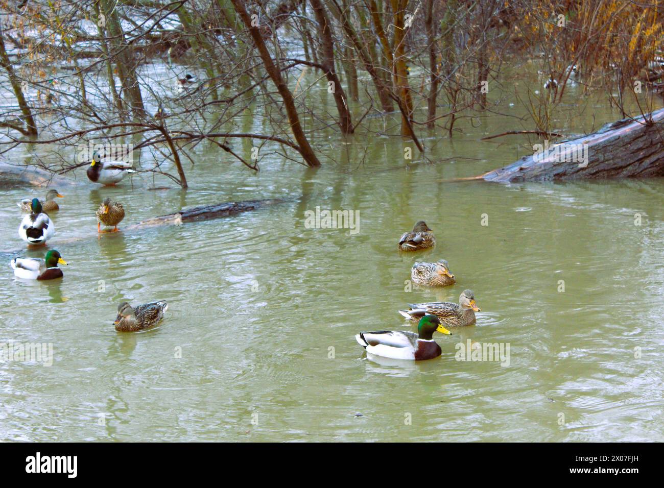 Anatre che nuotano nel fiume Tamigi, Greenway Park, Ontario Foto Stock