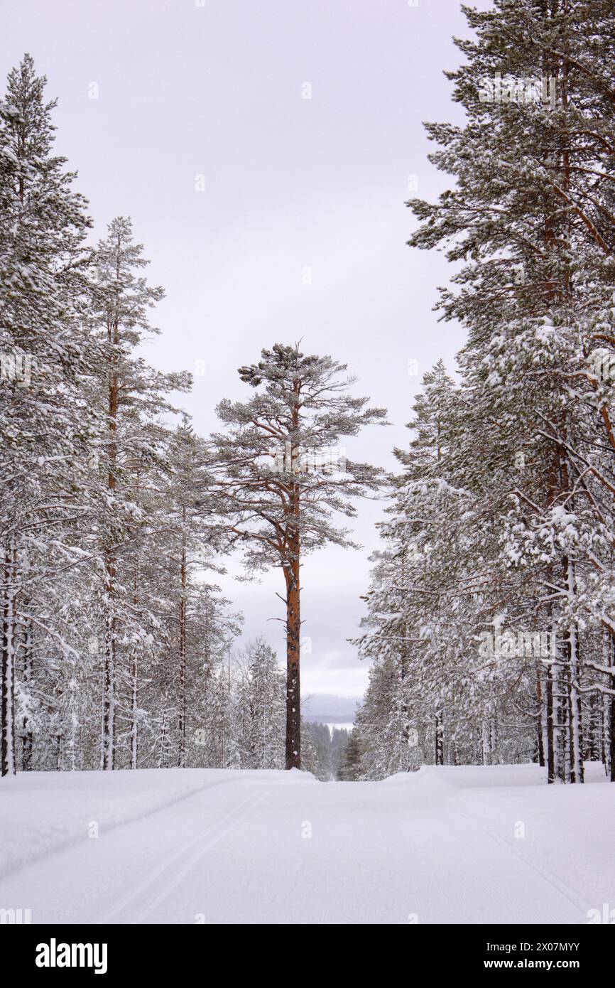 Piste da sci di fondo che attraversano un'idilliaca foresta invernale con alberi innevati Foto Stock