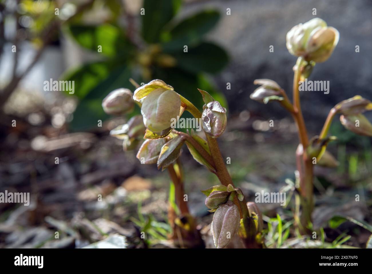 Rosa di Natale che fiorisce nel giardino. Foto Stock