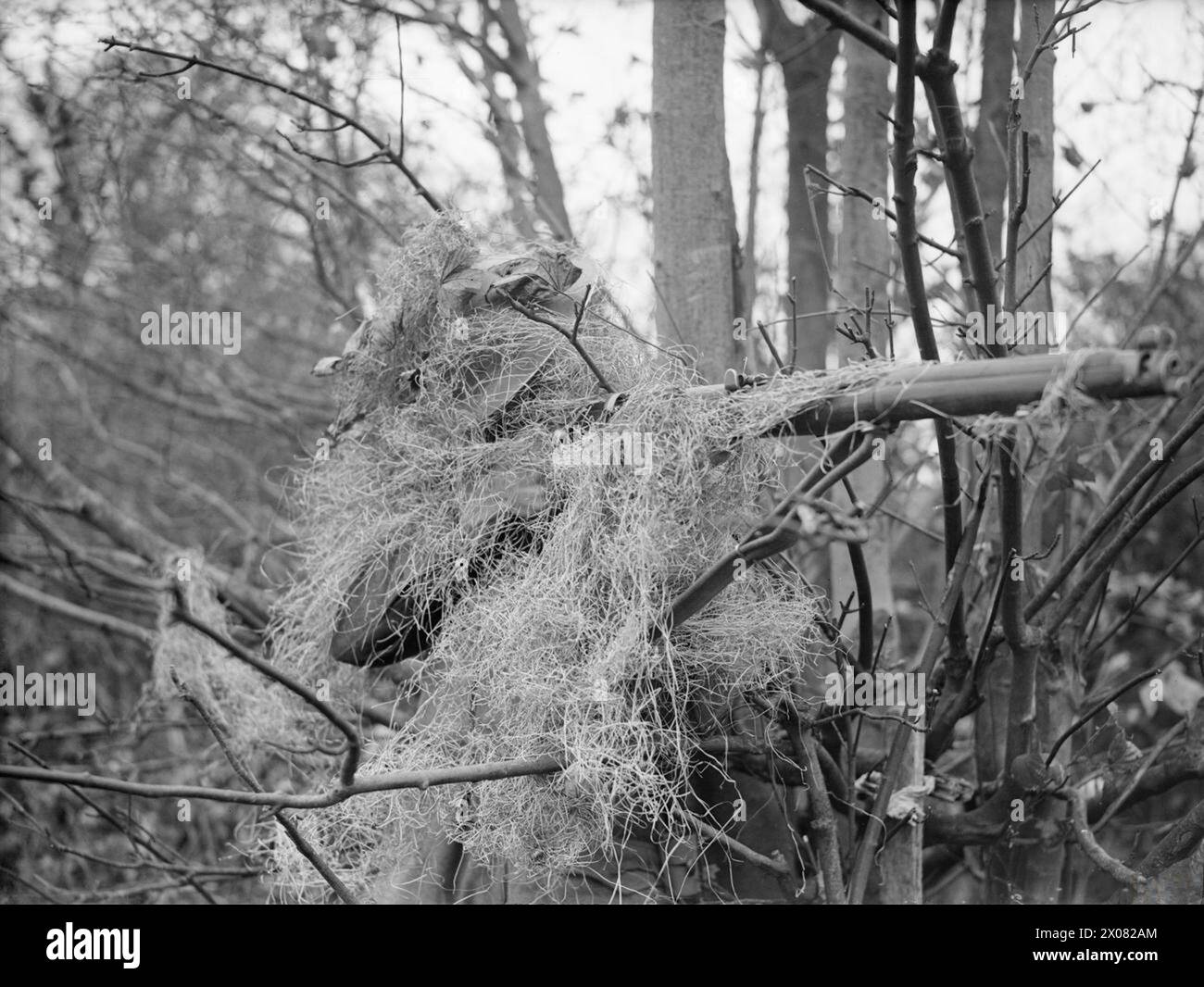 Un fante dell'esercito britannico nel Regno Unito nel corso del 1939-1945 usa lana d'acciaio per mimetizzare. Foto Stock