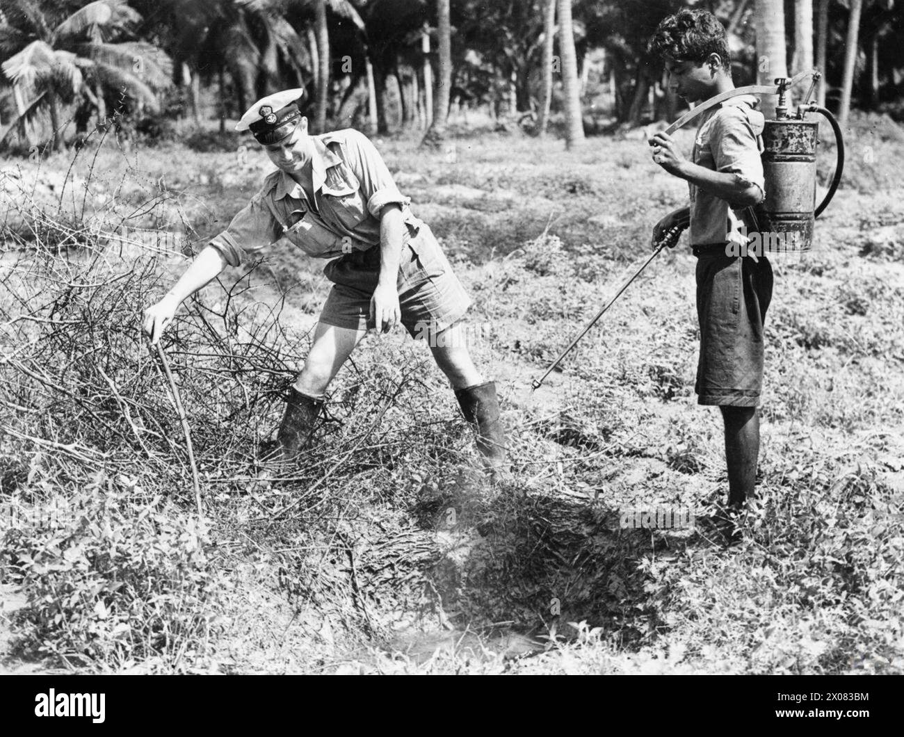 LA ROYAL NAVAL SCHOOL DI MALARIA E CONTROLLO DELL'IGIENE, NR COLOMBO, CEYLON, DICEMBRE 1944 - gli abitanti del villaggio singalese spesso nascondono le piscine d'acqua coprendole con bastoni. Un sottufficiale navale della RN School of Malraia and Hygiene Control scopre tale piscina e tiene da parte il pennello mentre un coolie spruzza con una miscela DDT Royal Navy, HMS Puncher, Patrol Vessel, (1988), Royal Navy, scuola di malaria e controllo dell'igiene Foto Stock