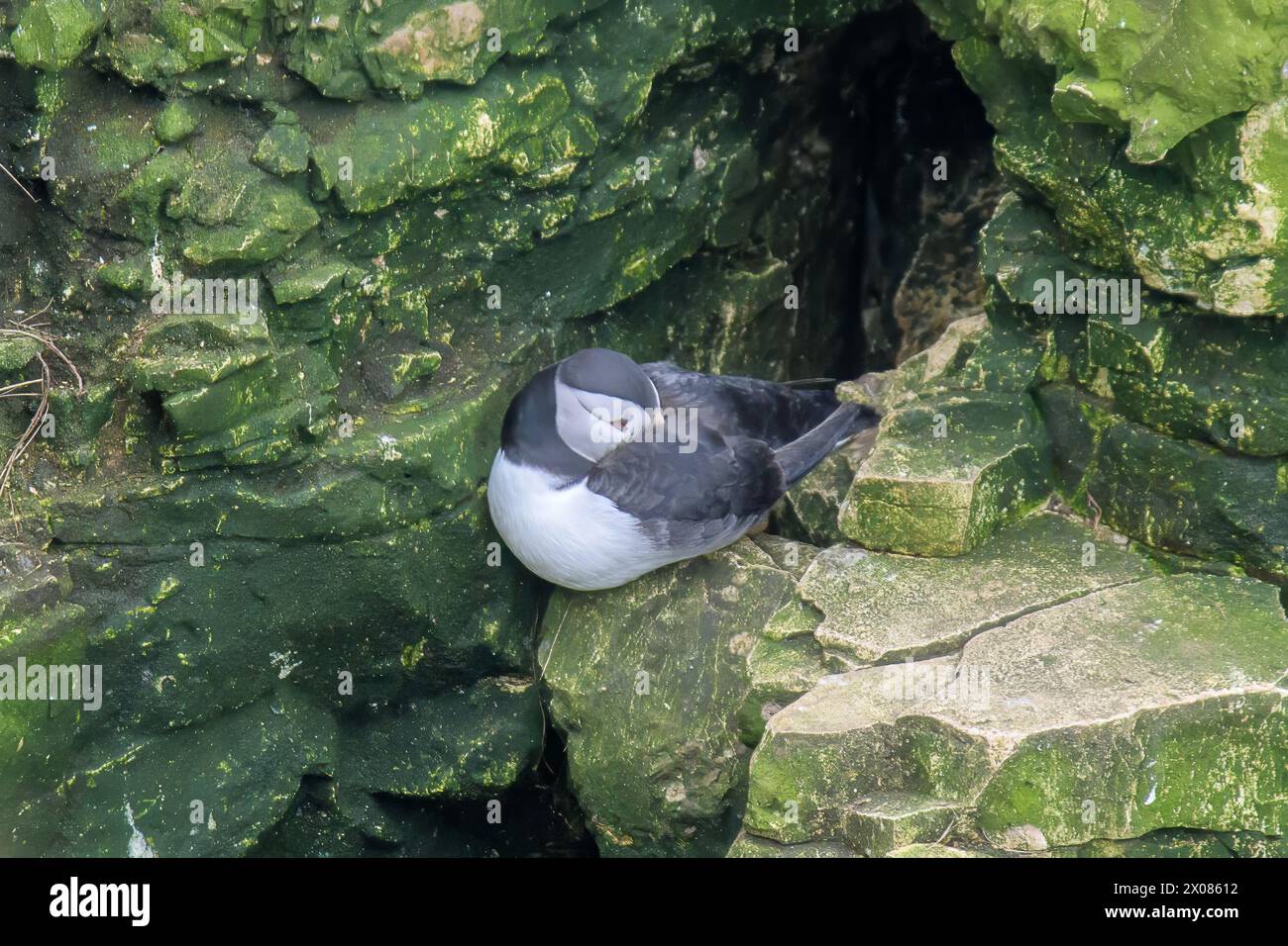 Un Puffin, Fratercula arctica, con il suo vivace becco annidato nelle sue piume, che riposa in una fessura sulla faccia delle scogliere di Bempton Foto Stock