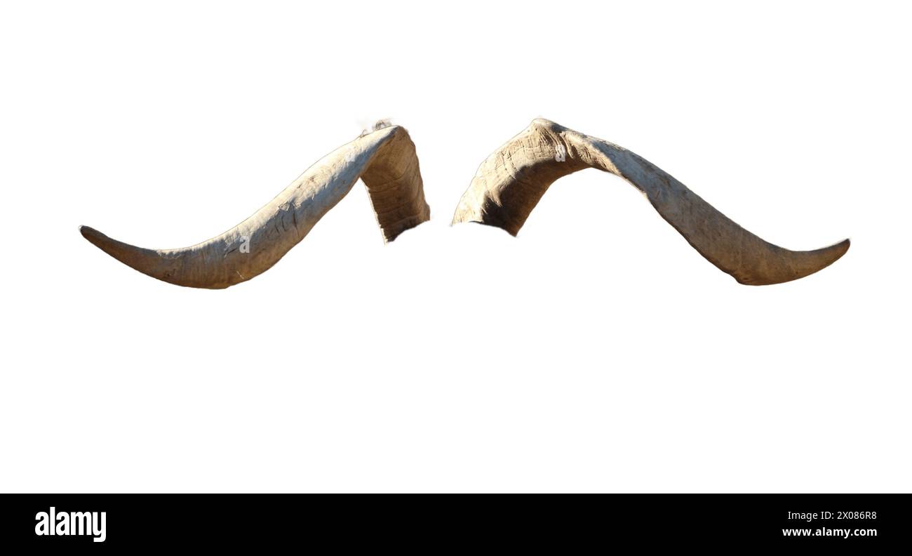 Un'immagine isolata che mostra la maestosa bellezza e i dettagli intricati delle corna di capra, perfetta per progetti che cercano di catturare l'essenza della natura selvaggia Foto Stock