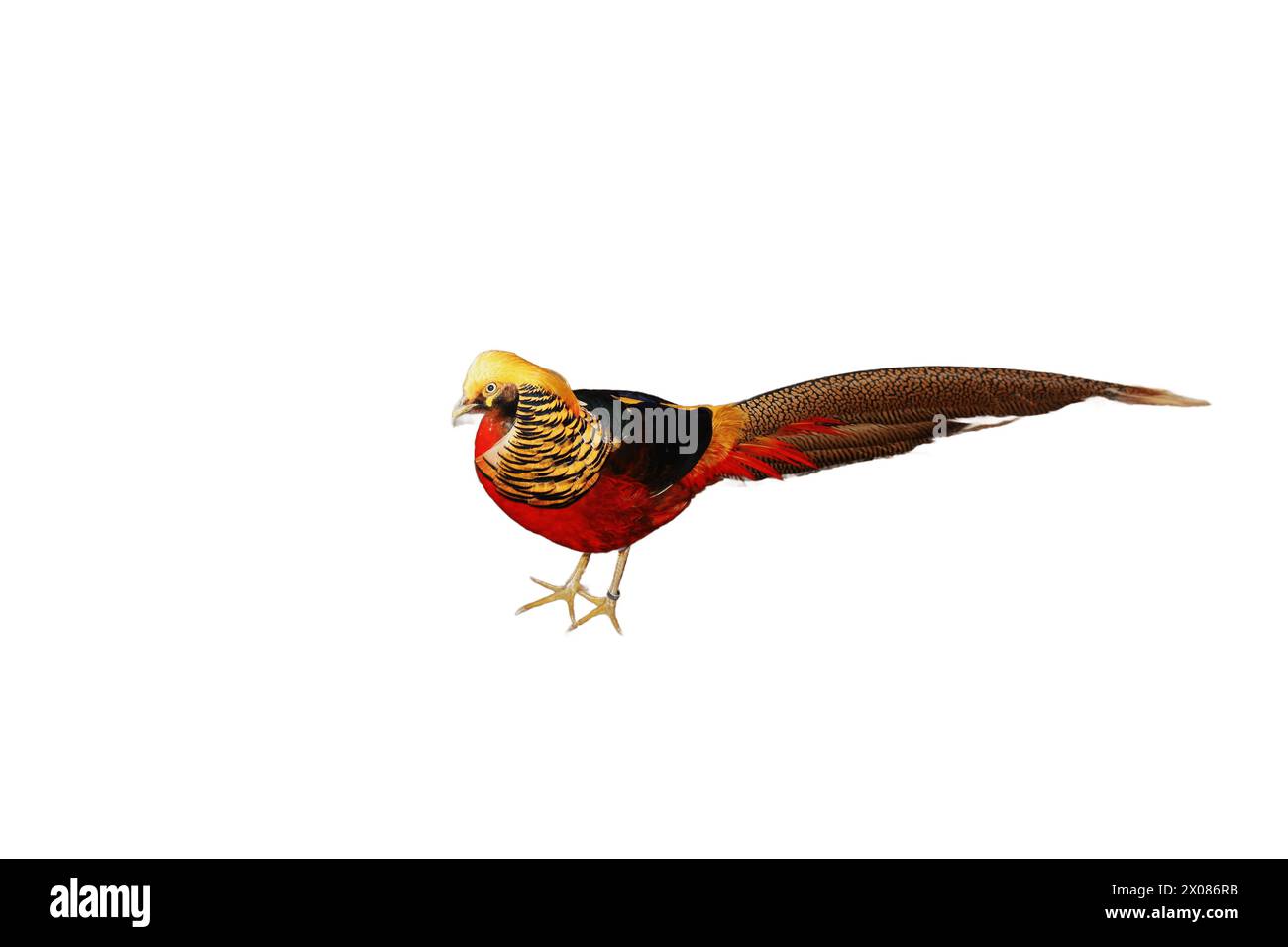 Una sorprendente immagine isolata che cattura la vibrante bellezza di un fagiano dorato, mostrando il suo piumaggio colorato in tutta la sua maestosità. Foto Stock