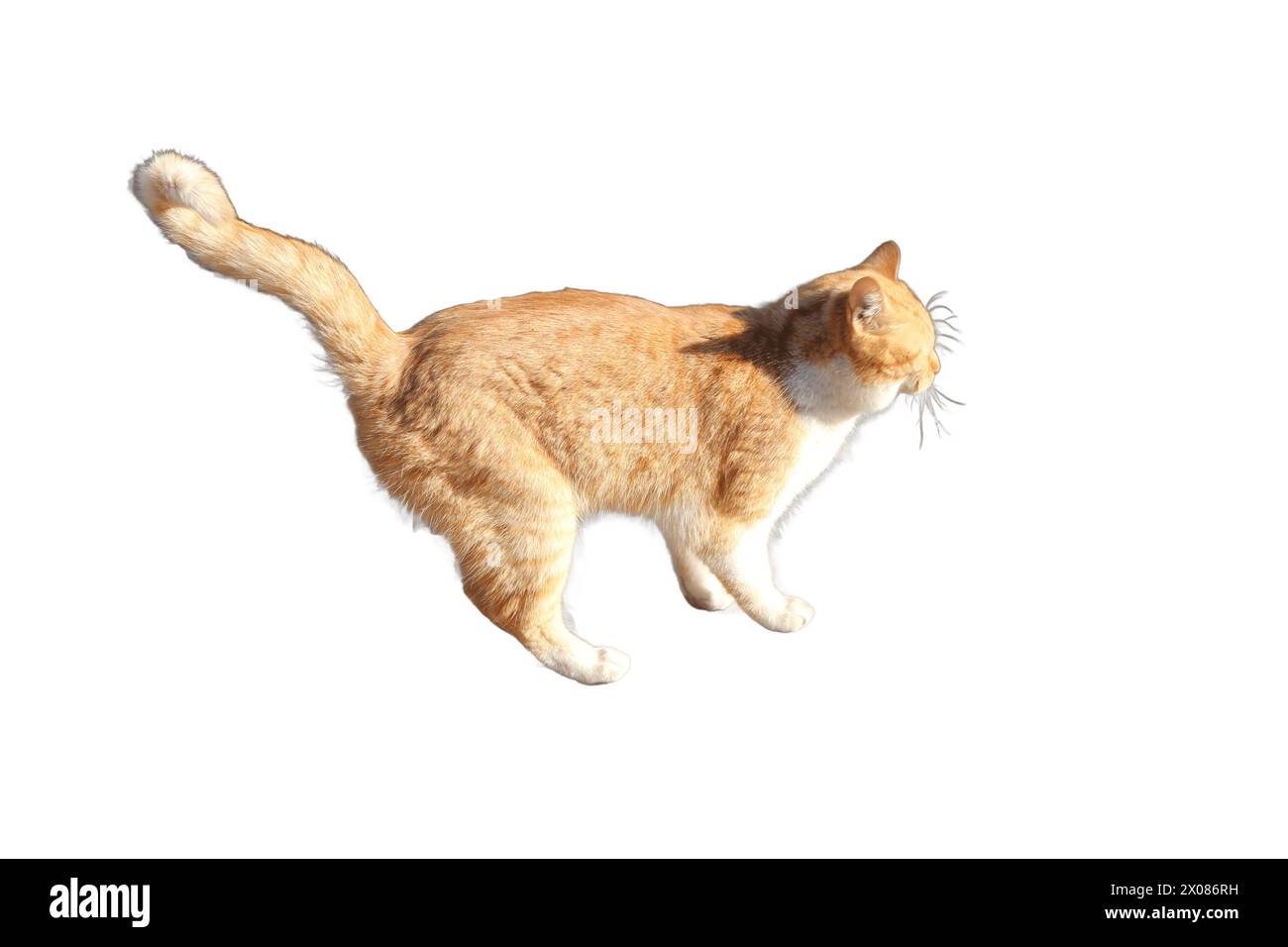 Un'accattivante immagine isolata che cattura la grazia e la bellezza di un gatto, perfetta per progetti che cercano di rappresentare il fascino della compagnia felina. Foto Stock