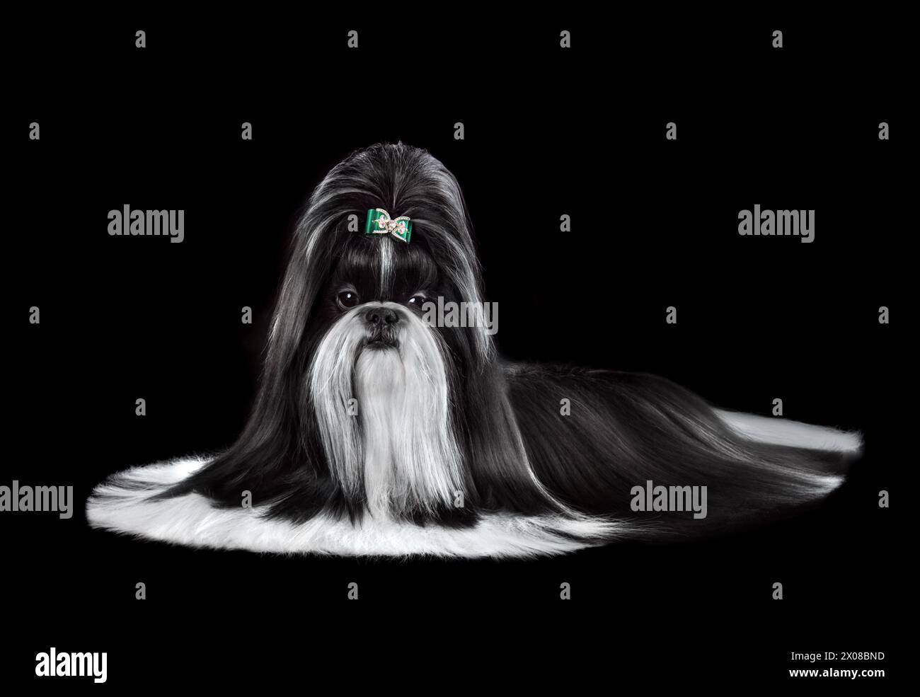 Mostra il cane Shih Tzu bianco e nero di classe, con un lungo supporto su sfondo nero Foto Stock