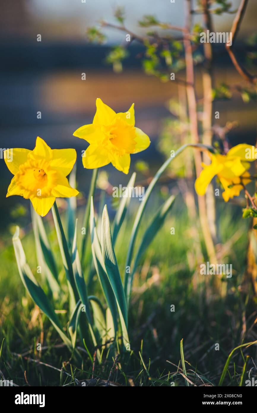Narciso giallo, jonquils Foto Stock