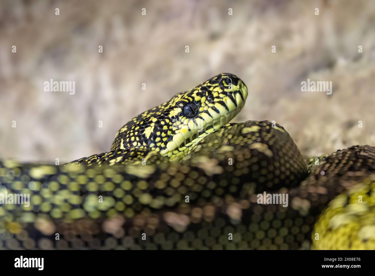 Il pitone diamante, morelia spilota spilota, altrimenti noto come pitone tappeto, è un serpente costrittore che si trova nel sud dell'Australia. Foto Stock