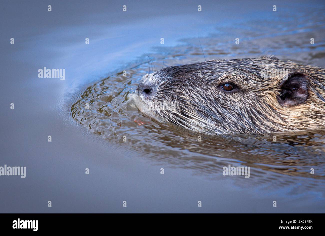 Hagenow, Germania. 10 aprile 2024. Una nutria nuota nel laghetto del mulino nel centro della città e cerca cibo. Gli animali, noti anche come ratti castori, continuano a diffondersi nel Meclemburgo-Vorpommern. Poiché gli animali si riproducono tutto l'anno e sono sessualmente maturi all'età di pochi mesi, il numero di nutria, originaria del Sud America, è in costante aumento. Crediti: Jens Büttner/dpa/Alamy Live News Foto Stock