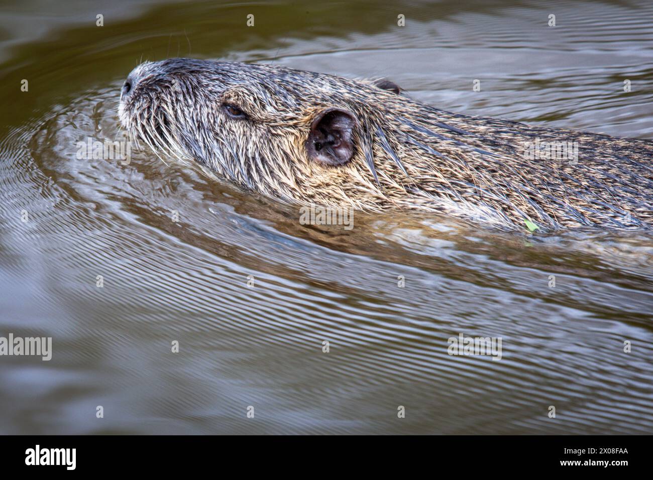 Hagenow, Germania. 10 aprile 2024. Una nutria nuota nel laghetto del mulino nel centro della città e cerca cibo. Gli animali, noti anche come ratti castori, continuano a diffondersi nel Meclemburgo-Vorpommern. Poiché gli animali si riproducono tutto l'anno e sono sessualmente maturi all'età di pochi mesi, il numero di nutria, originaria del Sud America, è in costante aumento. Crediti: Jens Büttner/dpa/Alamy Live News Foto Stock