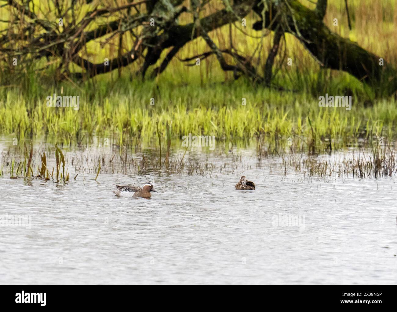 Un maschio Garganey, Spatula querquedula a Leighton Moss, Silverdale, Lancashire, Regno Unito. Foto Stock