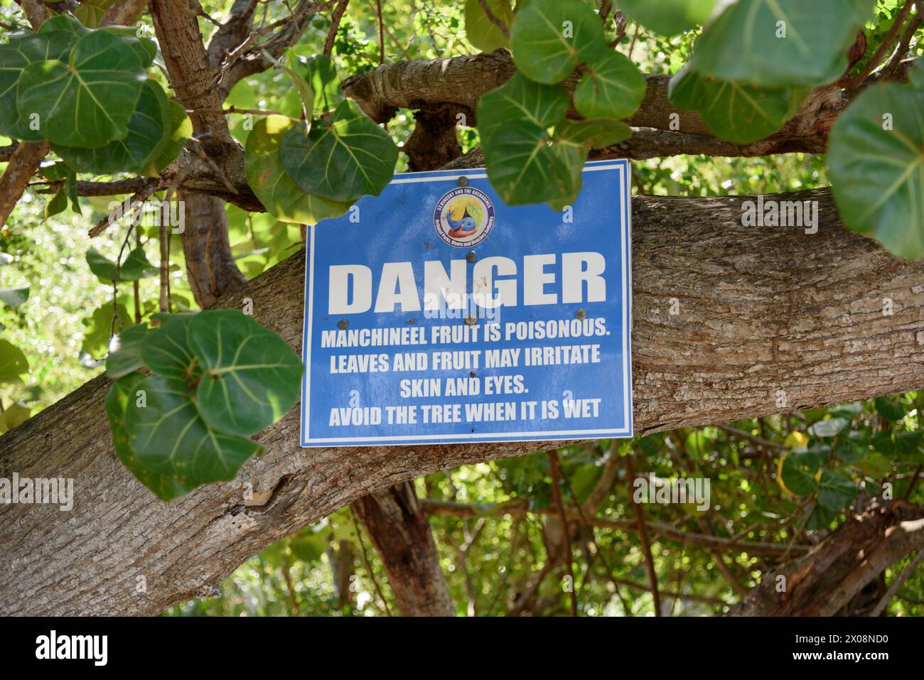 Segnale di avvertimento del pericolo di frutta manchineel e foglie quando bagnate sulla spiaggia di Lower Bay, Bequia Island, St Vincent e Grenadine, Caraibi Foto Stock