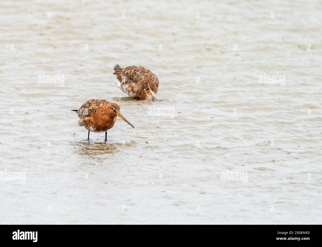 Black Tailed Godwit, Limosa limosa a Cley Next the Sea, Norfolk, Regno Unito. Foto Stock