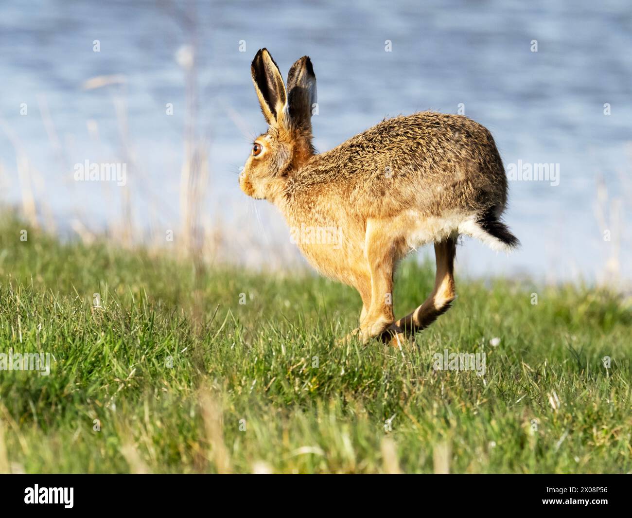 A Brown Hare, Lepus europaeus a Cley Next the Sea, Norfolk, Regno Unito. Foto Stock