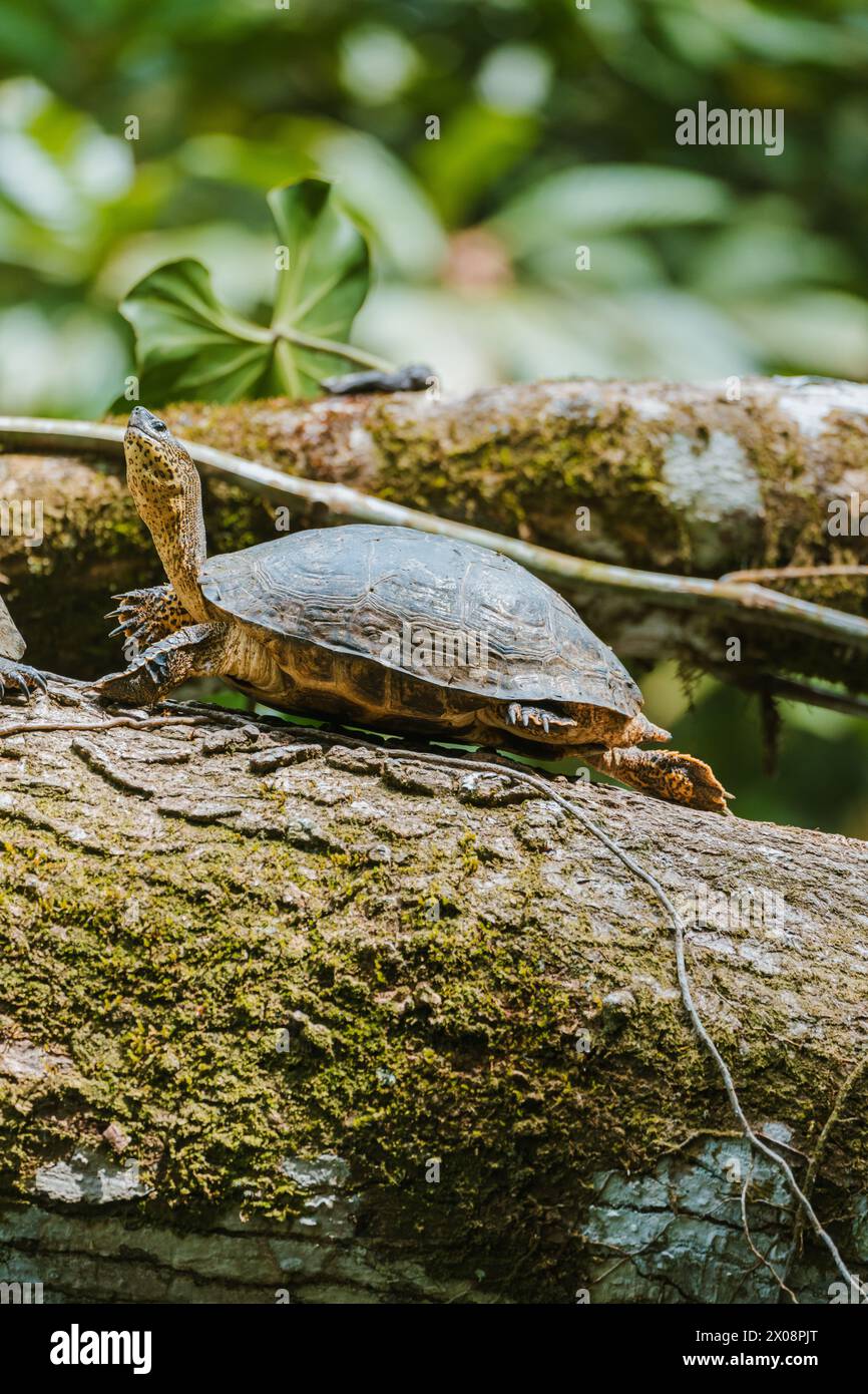 Una tartaruga dalla pelle macchiata allunga il collo in cima a un tronco coperto di muschio in mezzo al lussureggiante fogliame della Costa Rica. Foto Stock