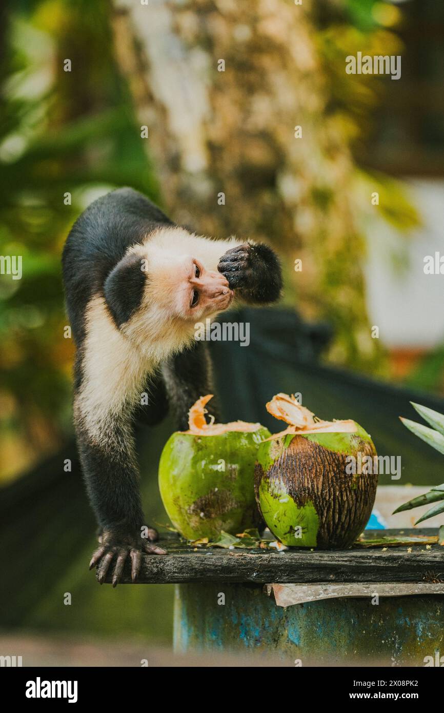 Una scimmia cappuccina festeggia delicatamente con noci di cocco fresco in un lussureggiante ambiente costaricano, mostrando la fauna locale e i comportamenti naturali. Foto Stock