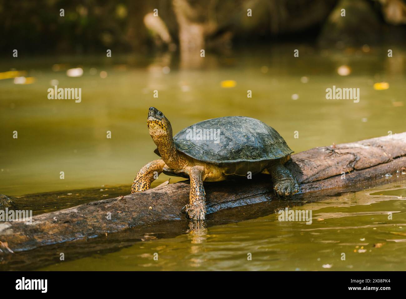 Una tartaruga del fiume Nero, nota anche come Central American River Turtle Dermatemys mawii, si crogiola su un tronco nelle acque costaricane. Foto Stock