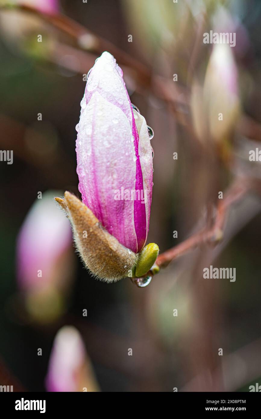 Primo piano dettagliato di un gemma di magnolia rosa, scintillante con rughe su uno sfondo morbido e sfocato Foto Stock