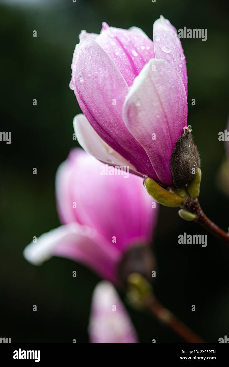Primo piano di un fiore di magnolia rosa ricoperto di rugiada mattutina, con un morbido sfondo focale Foto Stock