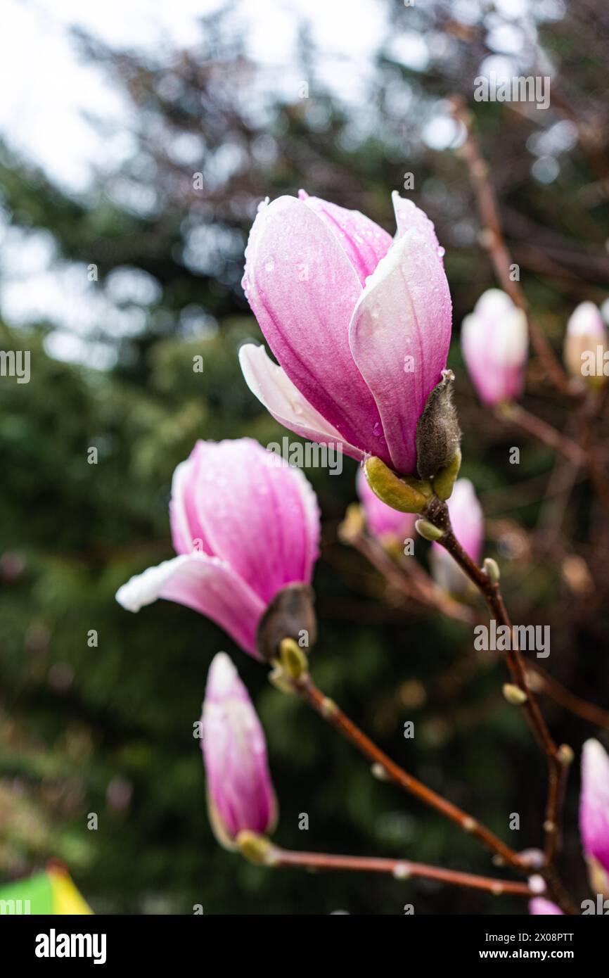 Primo piano di fiori di magnolia baciati dalla rugiada che aggiungono un tocco di rosa sullo sfondo di un giardino dalla messa a fuoco morbida Foto Stock