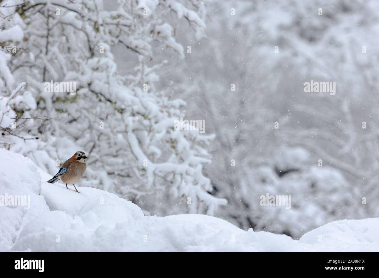 Un'immagine serena che cattura un uccello arroccato su una distesa innevata con alberi innevati sullo sfondo, simboleggiando la quiete dell'inverno di montagna Foto Stock