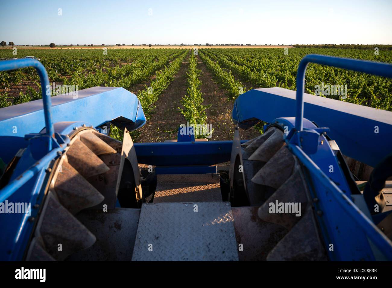 Vista da una macchina per la raccolta che domina la prima vendemmia di uve prevalentemente bianche a Villarrobledo, Albacete, Spagna, con filari di viti Foto Stock