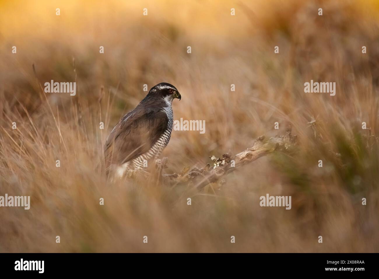 Un elusivo camuffamento del goshawk settentrionale tra le erbe d'autunno dorate, mostrando la sua maestosa bellezza e lo sguardo predatorio Foto Stock