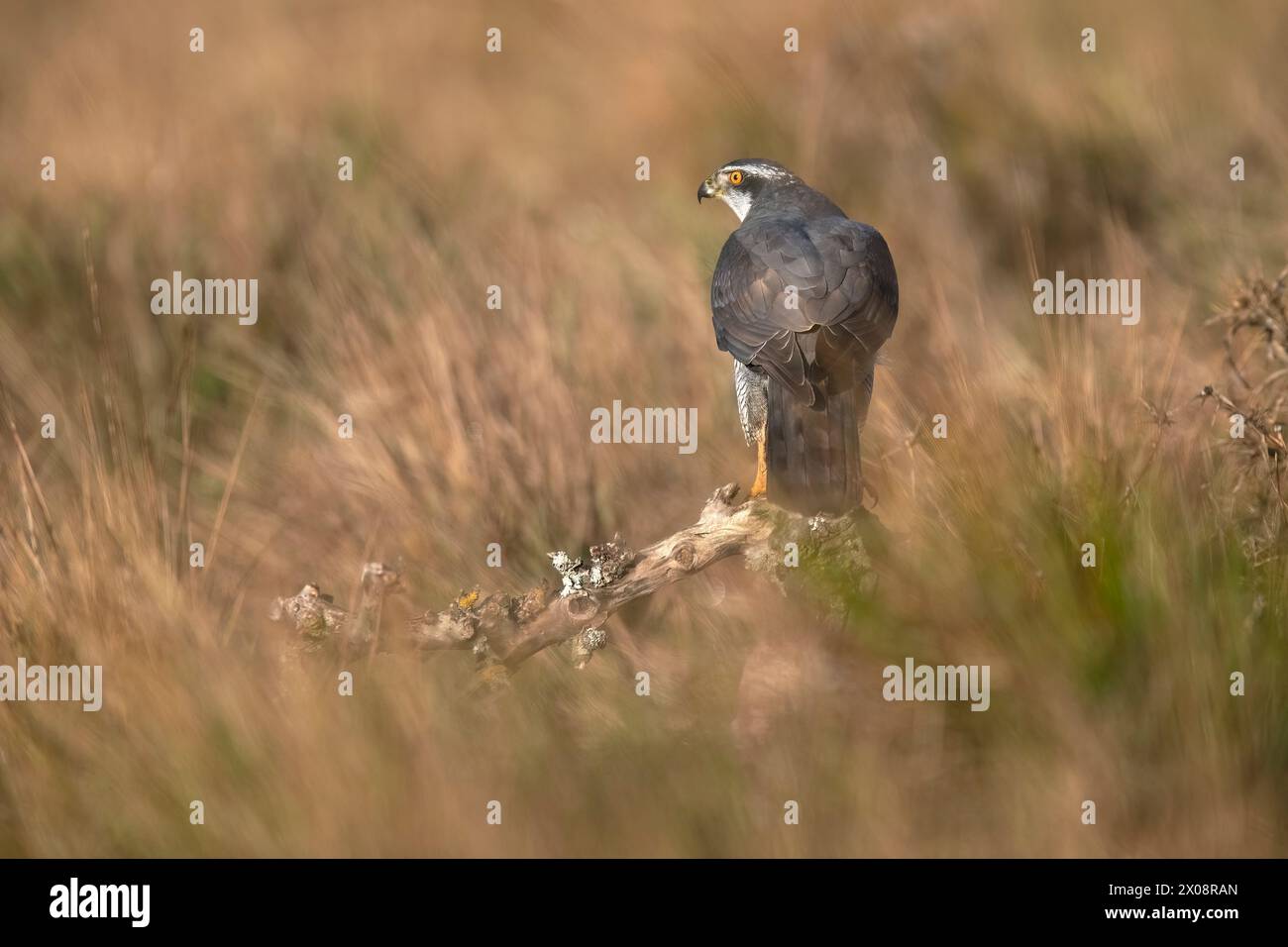 Un maestoso falco si erge in mezzo a un campo con attenzione, con gli occhi acuti che scansionano l'ambiente circostante Foto Stock