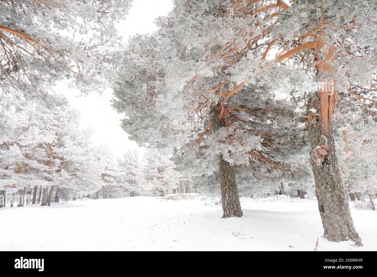 I pini ricoperti di neve si ergono alti in mezzo a un paesaggio invernale incontaminato, trasudando una serenità pacifica e ghiacciata. Foto Stock